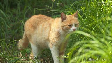 夏天树林草丛中可爱橘猫咪